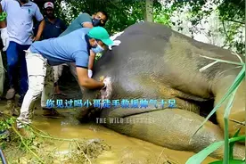大象把自己吃到便秘，小哥徒手去掏拯救大象！视频封面