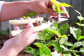 十一月养茉莉花，记得避开3个“错”，后期长势会更好