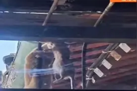 困扰！黄鼠狼反复登门不消停，房顶频频传来走动声和撕咬声视频封面