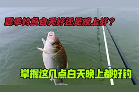 夏季钓鱼白天好还是晚上好？掌握几个时间点，白天晚上一样钓过瘾视频封面