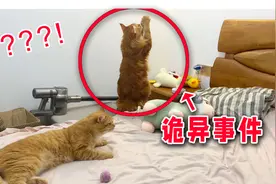 半夜橘猫对着空气拜拜，有点吓人！