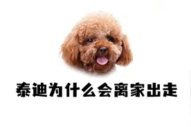 泰迪离家出走，都是有原因的！