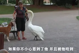 看完这么你就知道，为什么大鹅“咬人”这么痛了