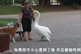 看完这么你就知道，为什么大鹅“咬人”这么痛了