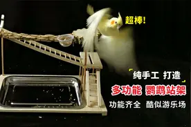 纯手工打造“多功能”鹦鹉站架，功能齐全，堪比游乐场！视频封面