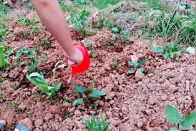 给蔬菜浇水施肥管理，用发酵好的尿作农家肥，蔬菜长的非常好视频封面