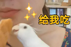 一吃面包就被家里鹦鹉疯抢，UP无奈只好diy鹦鹉面包视频封面