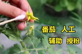 盆栽番茄要结果，人工辅助授粉助力手残党，直接简单有效