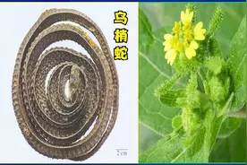 2021执业药师资格考试-中药学专业知识二-乌梢蛇、豨莶草主治功效视频封面