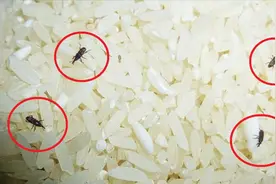 家里大米总生虫？教你个窍门，大米放多久都不生虫，学会一生受用
