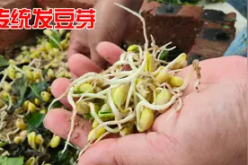 在家用传统方式发豆芽，方法简单一学就会，一斤黄豆能发10斤芽视频封面