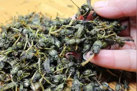 私藏多年蒲公英花茶的制作方法,口感清香解腻,学会再也不用出去买视频封面