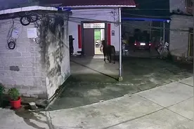监拍！一头牛误闯广西村民家，幼童遭攻击时秒被母亲拉至家中视频封面