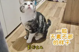 当猫咪看到自己的影子时，会有什么反应?