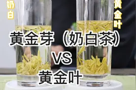黄金芽奶白和黄金叶，犹如绿茶中的贵族，既有颜值又有鲜爽是滋味视频封面