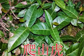 植物“爬山虎”原来长这样！农村有人称“解毒草”，有毒谨慎对待视频封面