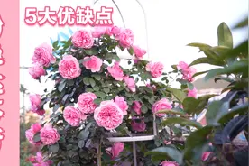 颜值最高的粉色月季品种：粉色达芬奇，5个优点缺点，1次说明白视频封面