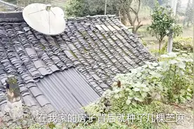 苎麻，农村常见的野植，伴随人类4700年！可制麻绳、造纸视频封面