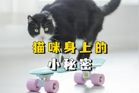 猫咪身上的5个小秘密，你知道几个？视频封面