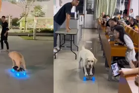 狗狗在课堂上秀滑板，引同学疯狂围观，狗：没点才艺真吃不上饭视频封面