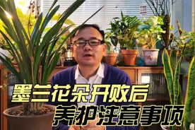 墨兰花朵开败后，养护注意3方面，顺利发新芽，进入茁壮生长期视频封面