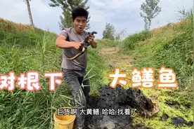 农村河沟没水了，小伙翻起老树根，大鳝鱼逮的挺费劲，结果喜人！视频封面