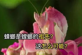 不会吧！螳螂和蟑螂居然是一个祖先？兰花螳螂也太好看了吧！
