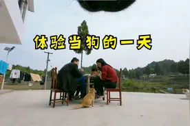 给狗子装上摄像头，体验当狗的一天，发现它竟然去吃粪视频封面