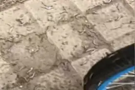 佛山一街头密密麻麻布满“尺蠖”虫，专家：一般对人体没有危害