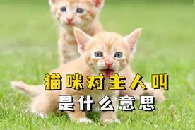 猫咪对着主人叫是什么意思？是在骂骂咧咧吗？视频封面