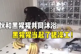 小伙和黑猩猩共同沐浴，黑猩猩一边吃香蕉，一边当起了搓澡工！视频封面