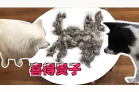 掉毛季一只狗每天掉多少毛？萨摩耶惊呆了：我又多了个儿子？