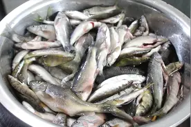 野生小河鱼这样做，香酥可口，椒香四溢，是一道非常棒的下酒菜！视频封面