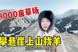 新疆姑娘8000亩草原放羊多艰苦？骑马上山攀悬崖，深山沟里最怕啥视频封面