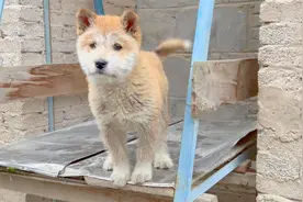 人间罕见犹如刺猬一般的田园犬胡子狗，你们此生肯定第一次见到
