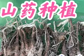 山药种植-盆栽视频封面