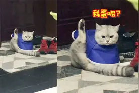 猫咪发现自己没了蛋蛋满脸惊恐，摆开双脚直对主人：给我一个解释视频封面