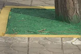 人行道树坑被喷绿漆？竟是因为这个……视频封面