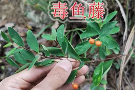 “毒鱼藤”植物不是藤，能让鱼中毒的小灌木，遇见请注意安全！