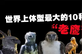 世界上现存体型最大的10种老鹰，秃鹫的可怕程度要远超我们的认知视频封面