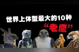 世界上现存体型最大的10种老鹰，秃鹫的可怕程度要远超我们的认知视频封面