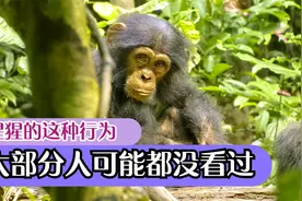 小猩猩这个举动，看的心都化了，坚果很硬看它是如何打开的视频封面