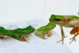 实拍体型硕大的青蛙一口吞下有毒的蠕虫，结果杯具了视频封面