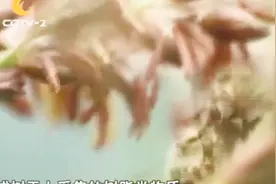 蜂胶稀少，一年采一次，2万只蜜蜂只能产一层薄薄视频封面