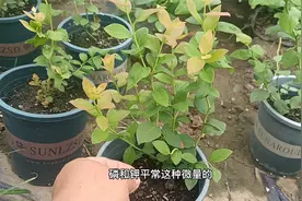 盆栽蓝莓的养护方法，只要把这5个方法做好，蓝莓长势好结果多视频封面
