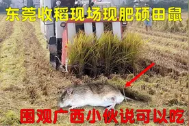 东莞收稻现场现不少肥硕田鼠，围观广西小伙说可以吃，是真的吗？视频封面