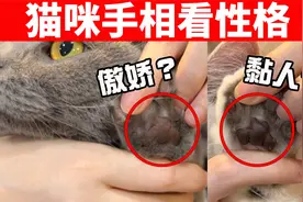 猫也能看手相，5种肉垫形状对应5种性格，据说准确率99%！视频封面