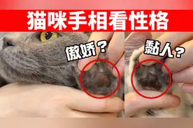 猫也能看手相，5种肉垫形状对应5种性格，据说准确率99%！视频封面