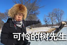 可怜的树先生被砍伐了，摄影师的心情也是灰色的视频封面
