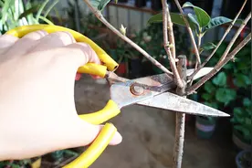 牢记这几个原则，修剪桂花轻松多了！视频封面